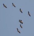 /album/photogallery/yellow-billed-storks-tendaba-jpg/